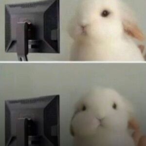 Meet your Posher, Dora